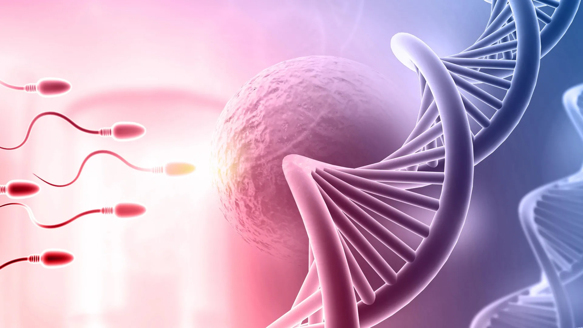 سازمان دهنده DNA مخفی اتصال باروری و سرطان