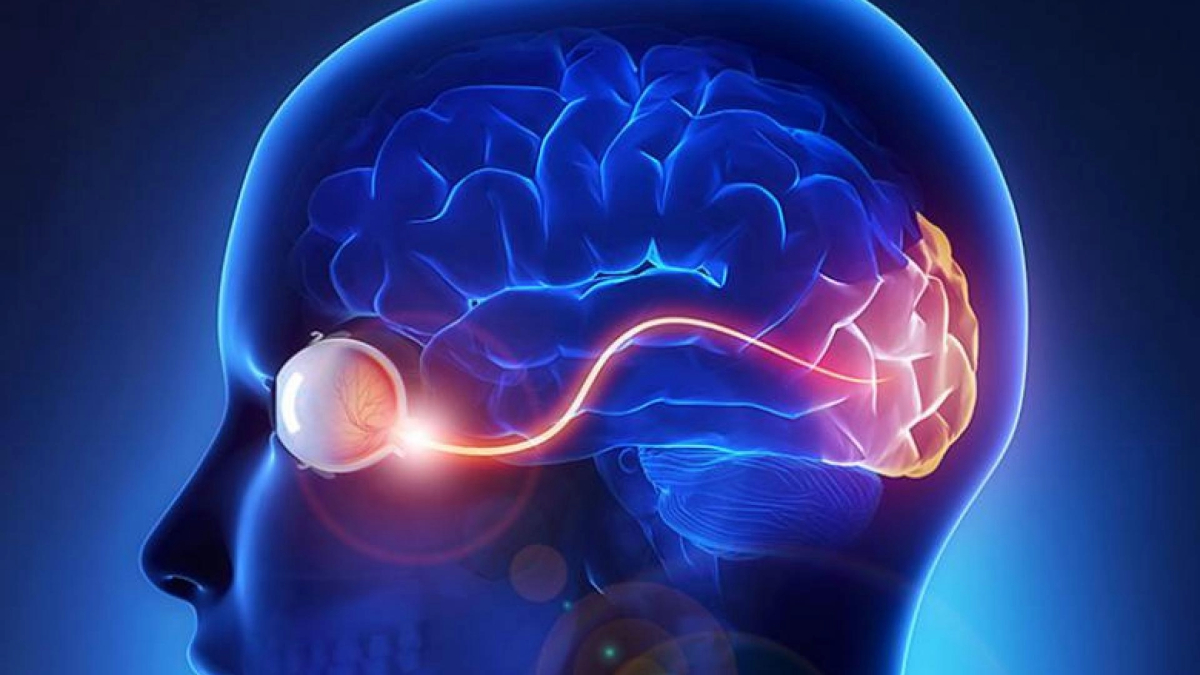 Illustration depicting a human head in profile with a transparent view of the brain highlighted in multiple colors to suggest different brain functions or areas. Optic nerve is highlighted.