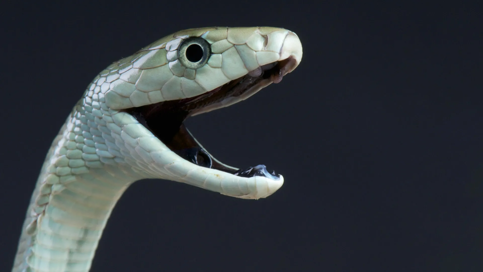 Black Mamba Venom دومین اعتصاب پنهان مرگبار است