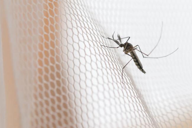 Mosquito on a mosquito net.