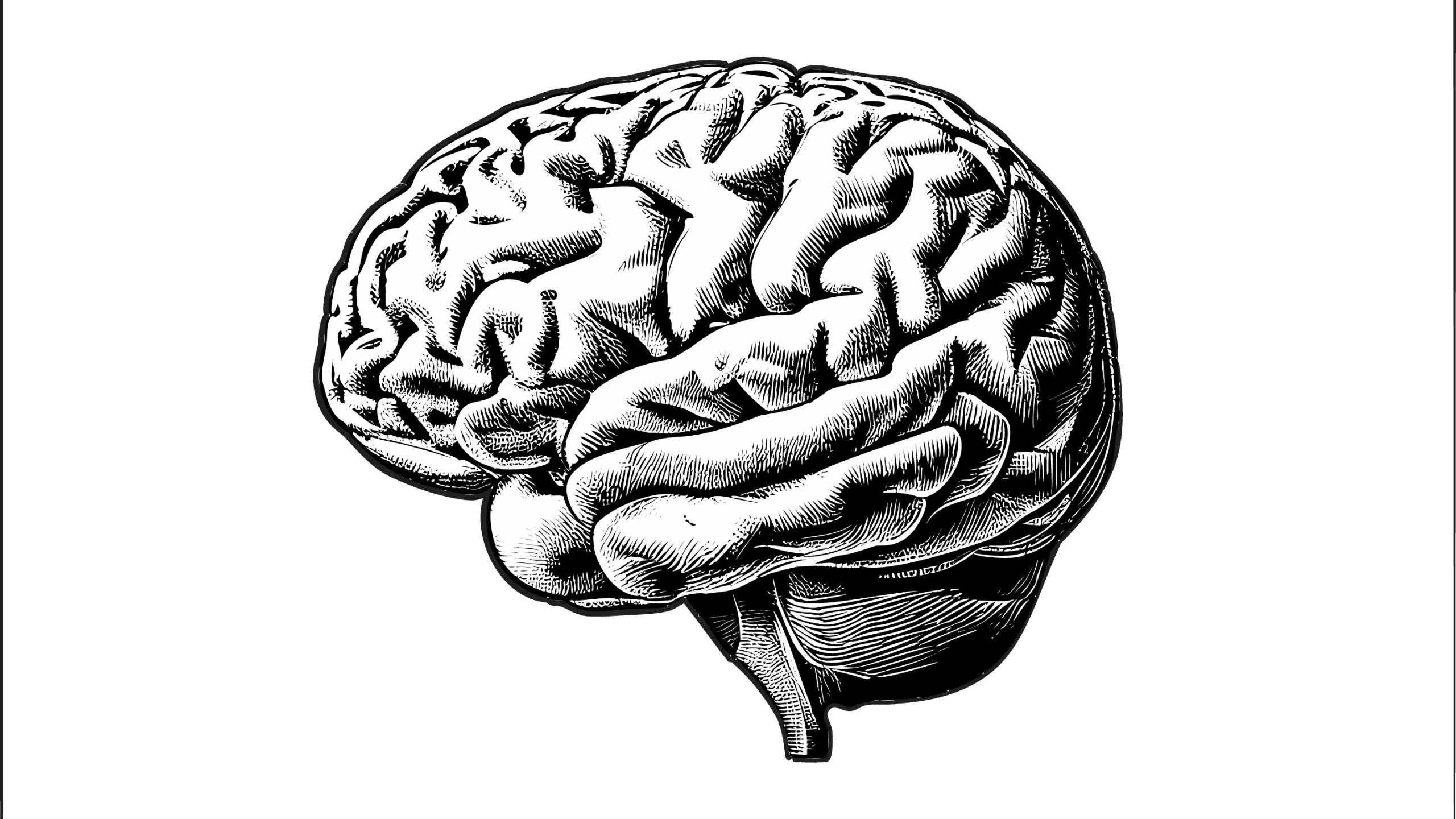 A black and white drawing of a human brain.