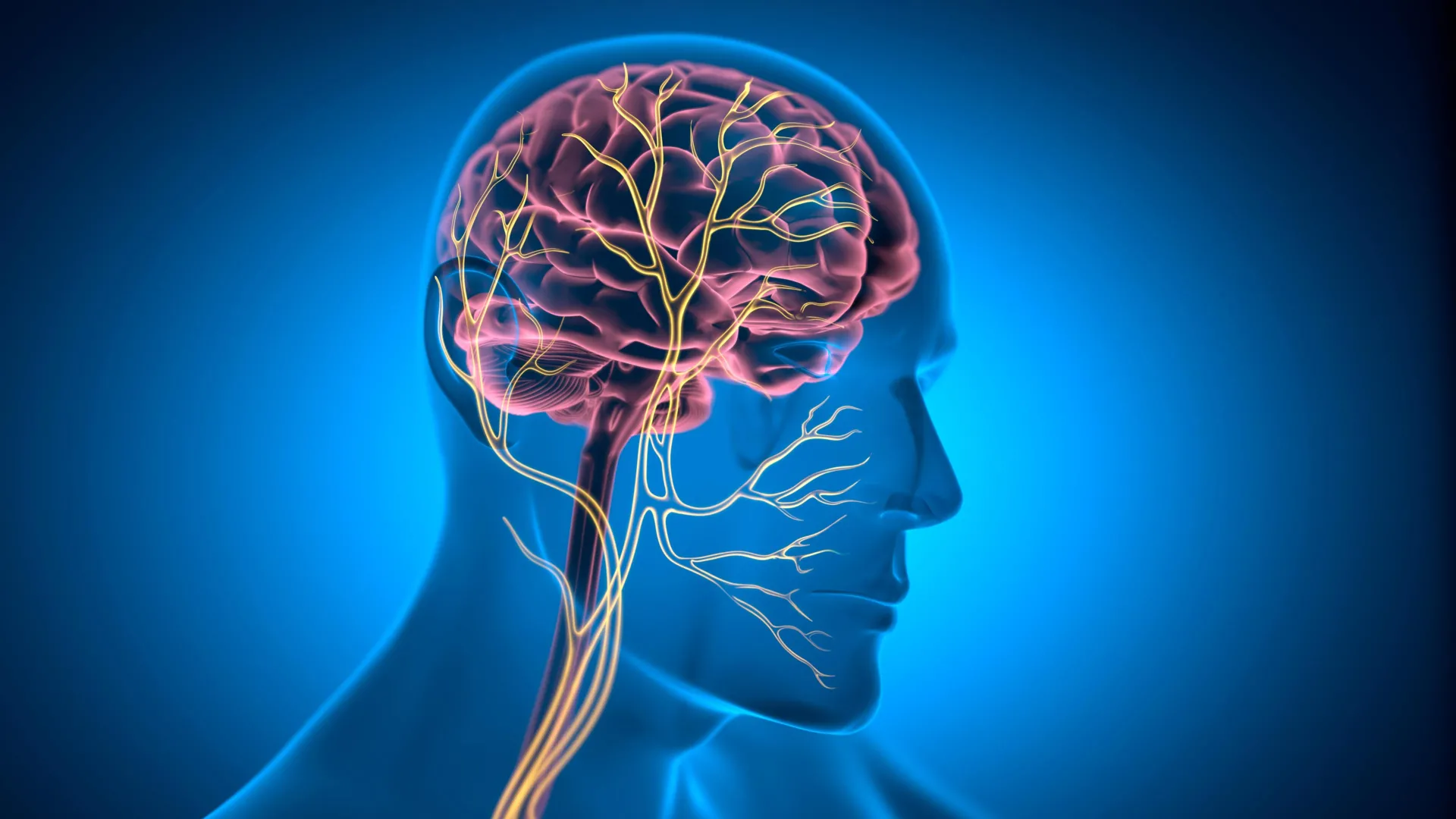 این عصب کوچک ممکن است به جوان نگه داشتن قلب کمک کند